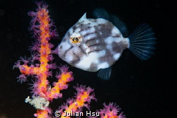 Juvenile filefish by Julian Hsu 